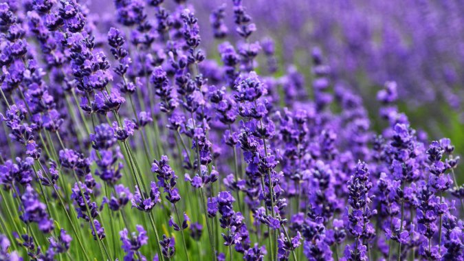 Ѭ²ݣɫ2022꣬ƷʣӰͼƬ