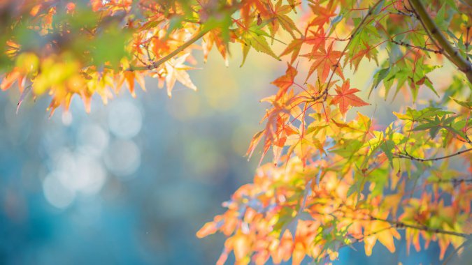 2022꣬죬Ҷ⣬ӰͼƬ