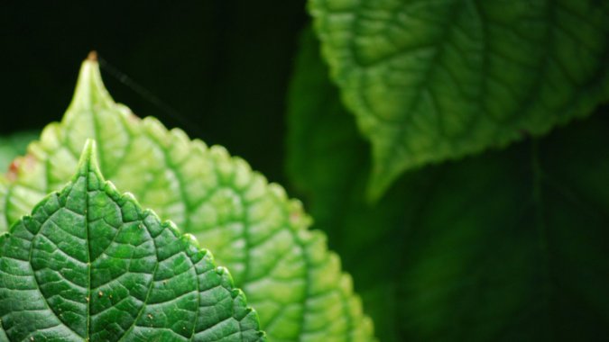 ��ɫ���Ľ���Ҷ�ӣ�2022����Ȼ��4K��ƬͼƬ