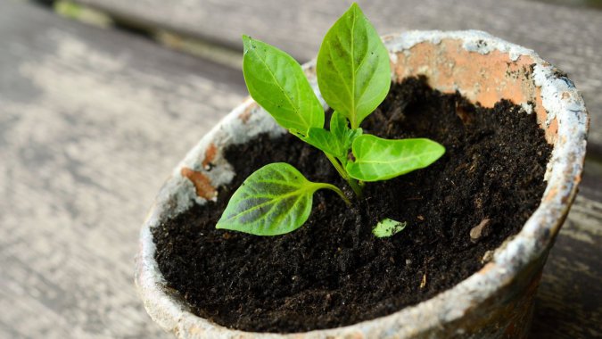 ʣɫҶԣֲдͷͼƬ