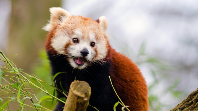 ��Ȼ�������ɰ�������è����д��ͷͼƬ