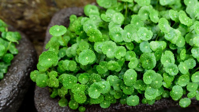 �꼾����ɫ��ͭǮ�ݣ�ֲ��ͼƬ