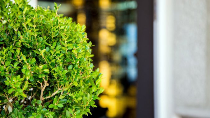 ��ɫ��ֲ�԰�֣��辰�������黯ͼƬ