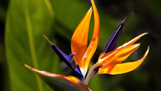 ��Ȼ��ֲ��ʻ������⣬��дͼƬ