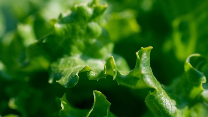 �л�����ɫ���߲ˣ��꣬��ӰͼƬ