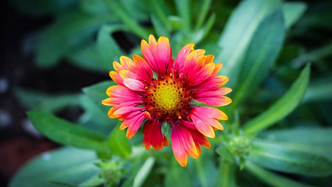 �ۺ�ɫ��������д��ͷ��4K����ɫ�������黯ͼƬ