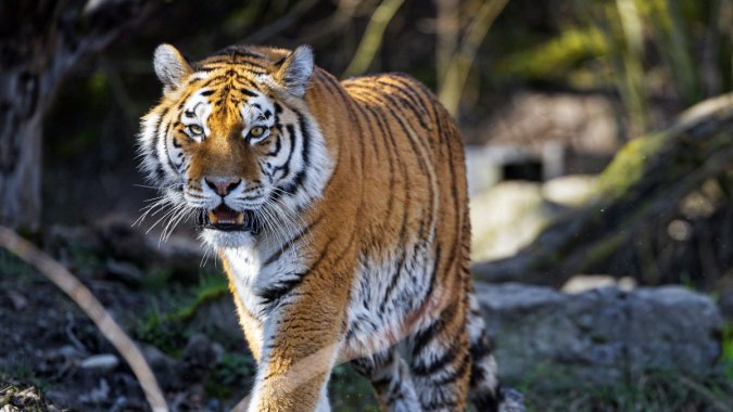 ������ʳ�ߣ����������֣�2022����Ʒ�ʣ���ƬͼƬ