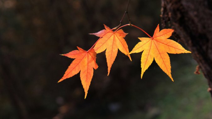 죬ɫҶ΢࣬壬ƬͼƬ