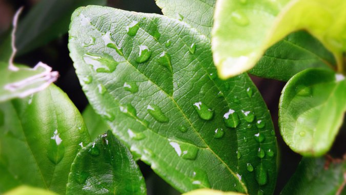 ���죬�꼾��ˮ�Σ����ʣ�Ҷ��ͼƬ