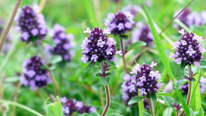 ��Ȼ����ɫ��ֲ��ݵأ���ɫ�Ļ���ʢ��ͼƬ