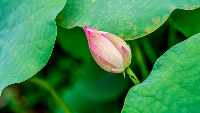 ��Ҷ��������2022�꣬�ļ������壬��ƬͼƬ