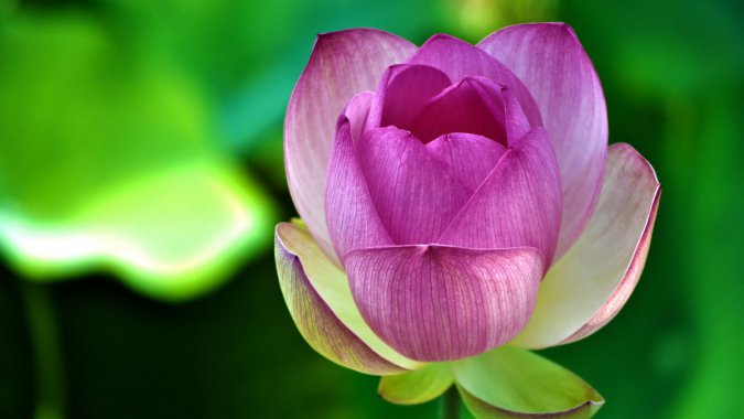 ʢ�����ۺ�ɫ����������ɫ��ҶͼƬ