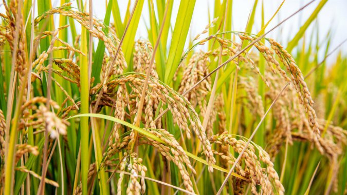 ˮ����Ԭ¡ƽ������ݣ�2021��ʳƷ��5K����ƬͼƬ