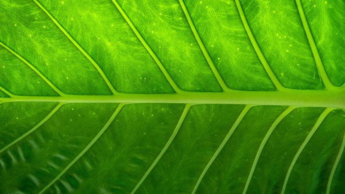 ���ʣ���ɫ��Ҷ����������ͼƬ