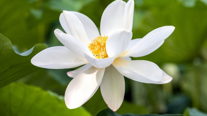 ��ɫ��������ʢ����2022�꣬������������ͼƬ