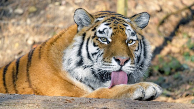 ʳߣͷ2021꣬Ұ壬ͼƬ