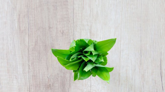 ���ʣ���ɫ��ֲ����棬2022��4KͼƬ