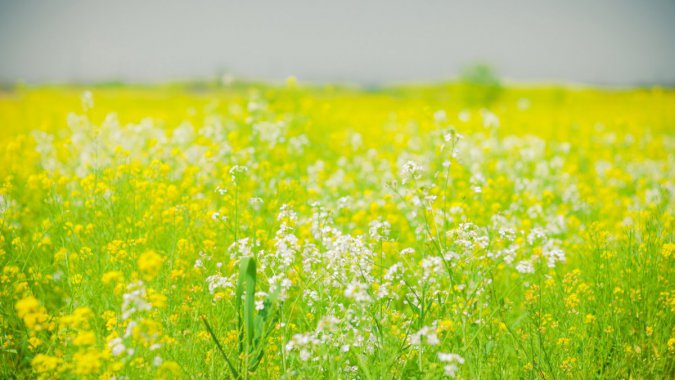 ���죬��ɫ���Ͳ˻���2022��������������ͼƬ