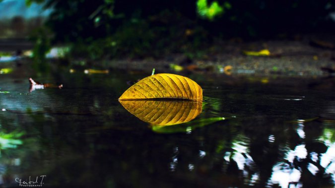 ���쵽�ˣ��꣬ˮ����ɫ��Ҷ��ͼƬ