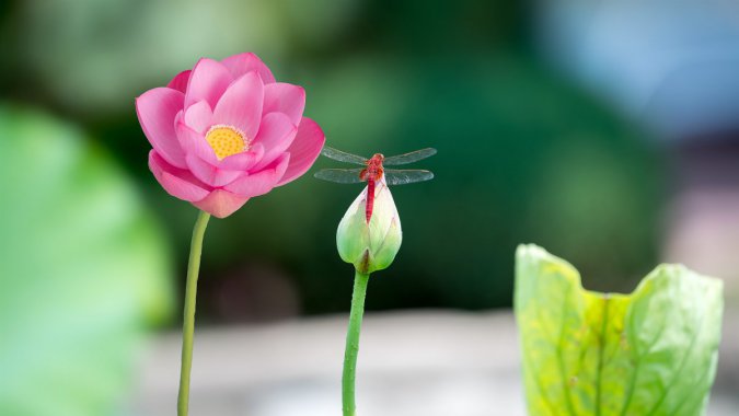 �ɻ������ѣ�2021���ȣ����죬5K�����壬��ƬͼƬ