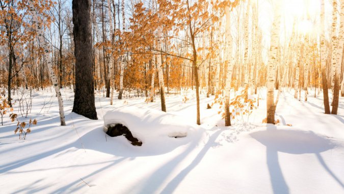 ���죬ɭ�֣���ѩ��̫������ӰͼƬ