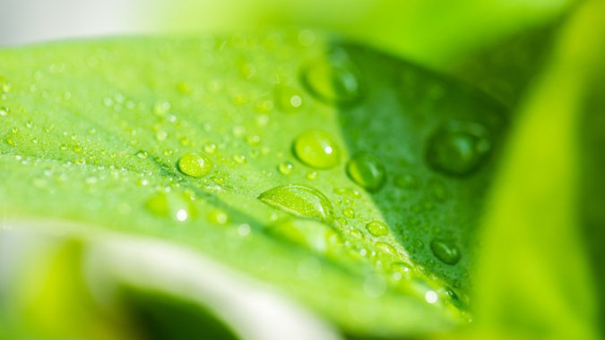 ���ʵ�Ҷ�ӣ�ˮ�Σ�2022����Ʒ�ʣ�����ͼƬ