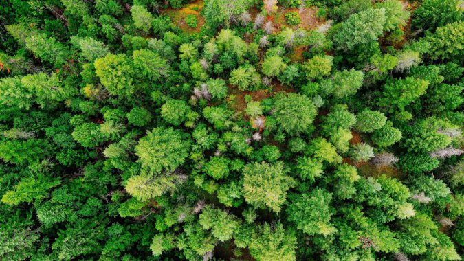 ��ɫ����Ҷ�֣�2022��������������ͼƬ