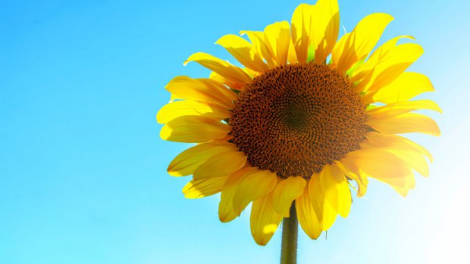 �ļ���������ʢ�������տ������⣬���ͼƬ