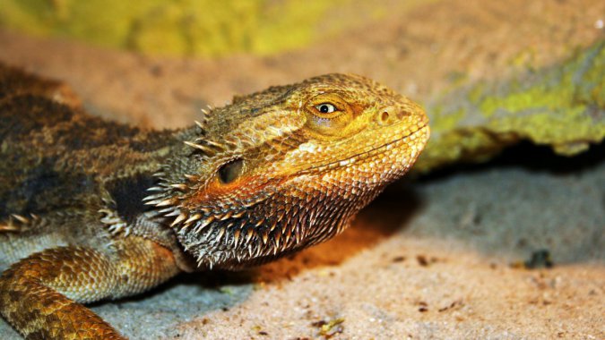 ���⣬Ұ�⣬���ж����ɫ������ͼƬ