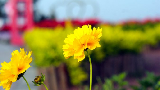 ��ɫҰ�����գ�2022����ѡ������ͼƬ