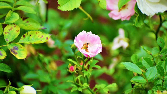 �ۺ�ɫ�ģ�õ�壬����ʢ����ֲ���дͼƬ