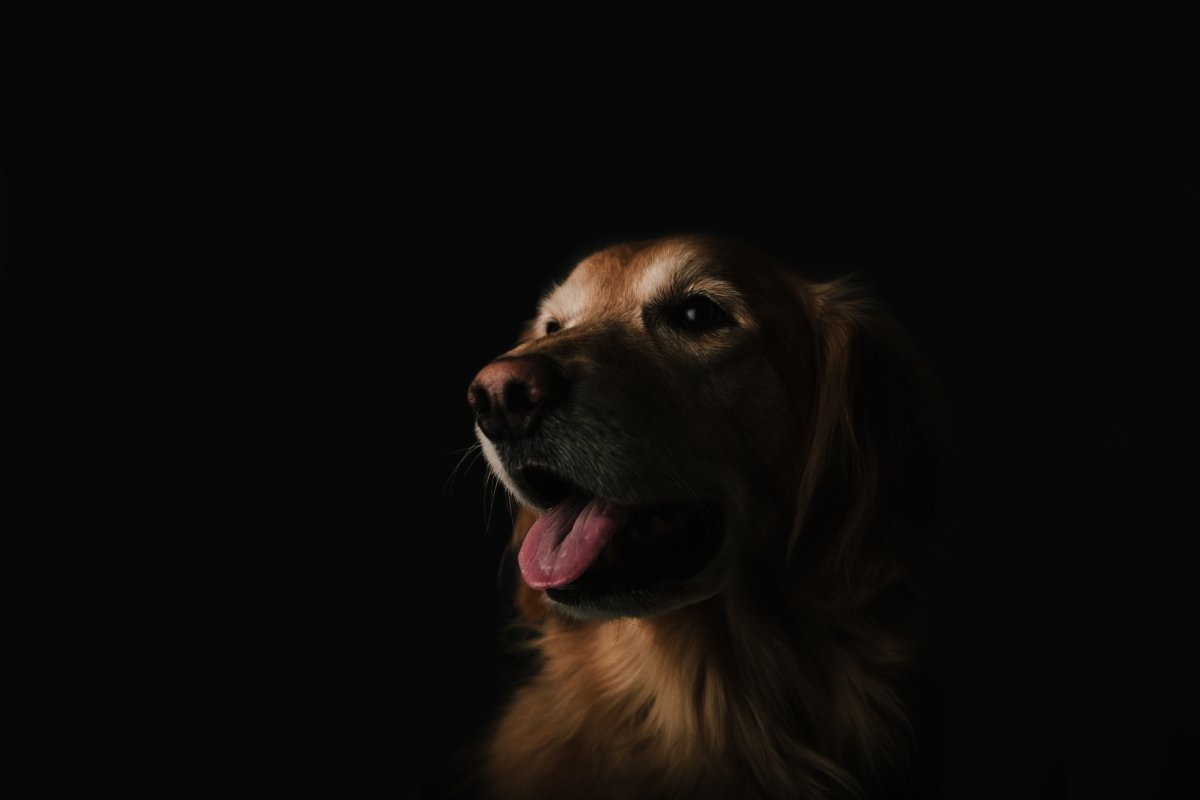  ͷ  ɫ 5KͼƬ