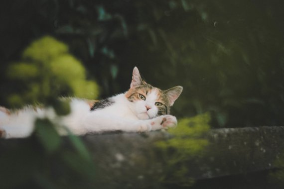 èè,,,С,С,ͼƬͼƬ