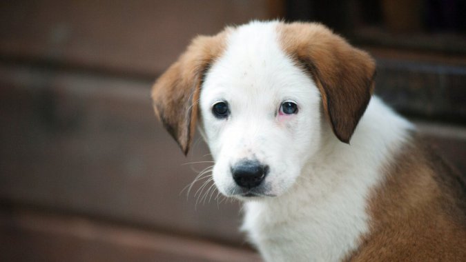 ����ɰ�������4K�����壬��ƬͼƬ