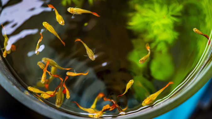 С㣬ˮ裬2022ƷʣƬͼƬ