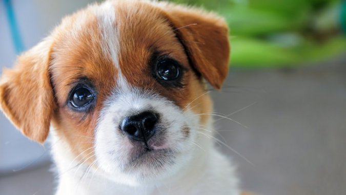 ɰФ񣬶壬ƬͼƬ