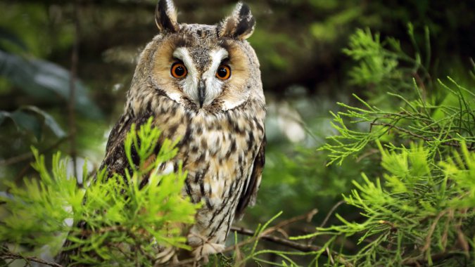 èͷӥʳߣ֣2022壬ͼƬ