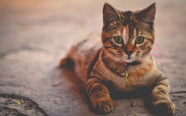 ����Ȧ��СèͼƬ