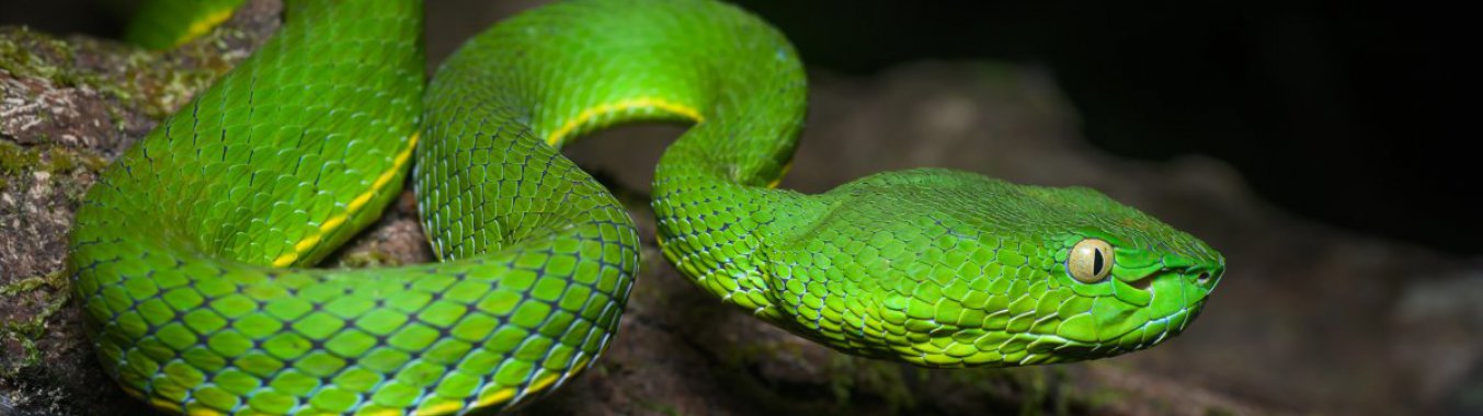 ��ɫ����ͼƬ