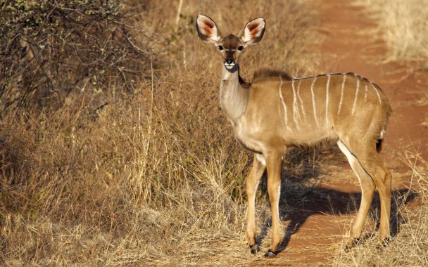 Ť������ͼƬ