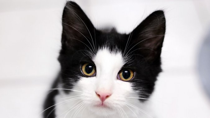 �ڣ��ף����è��Ф����ӰͼƬ