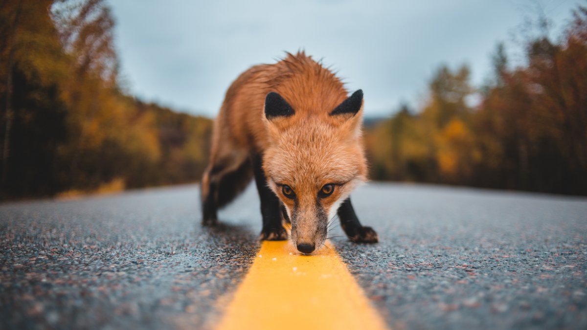 ·ϵĺͼƬ