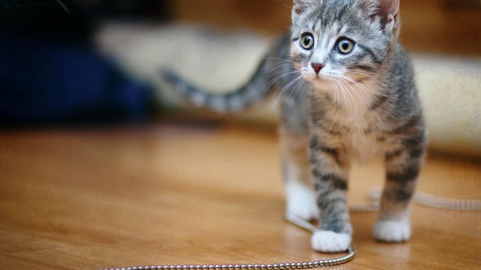 ����������СèͼƬ