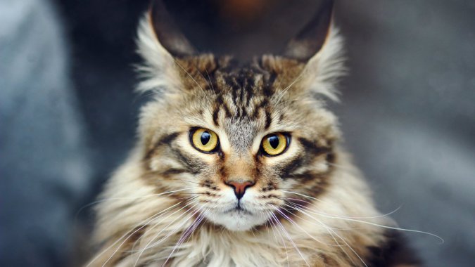 ������èͼƬ