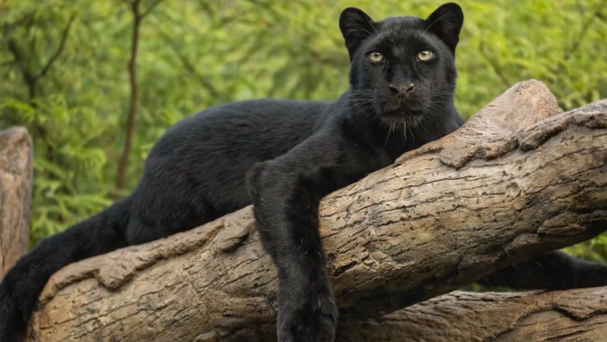 ſ�������ϵĺڱ�ͼƬ