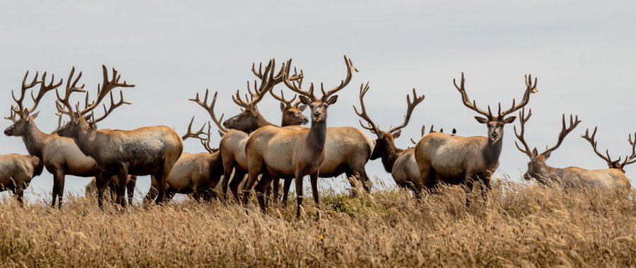 ��ԭ�ϵ�¹ȺͼƬ