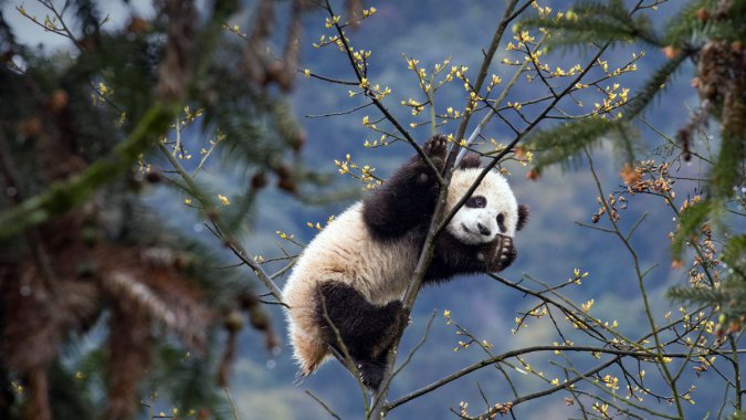 �й����Ĵ����̷�Ͽ����è��2021�꣬Bing��HD������ͼƬ