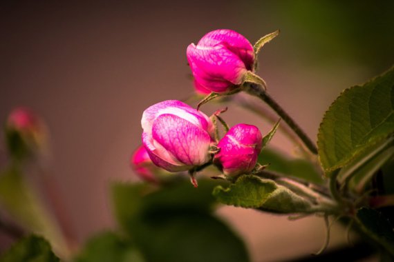 ԰ Ȼ  ʻ 4kͼƬͼƬ