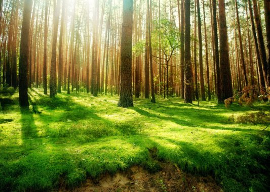 �����Ĵ���Ȼ,ɭ��,��ľ,��ɫ�ݵ�,̫��,��Ȼ�羰����ͼƬͼƬ