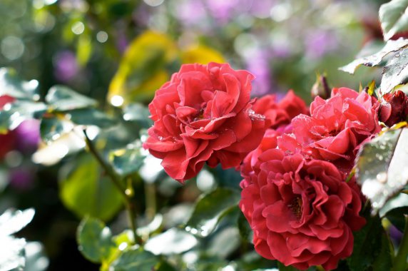 ��ɫõ�� ¶�� 4kͼƬͼƬ